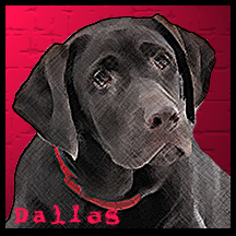 dog Dallas