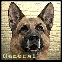 dog General