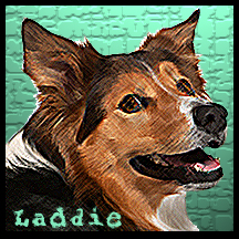 dog Laddie