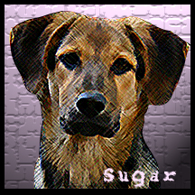 dog Sugar