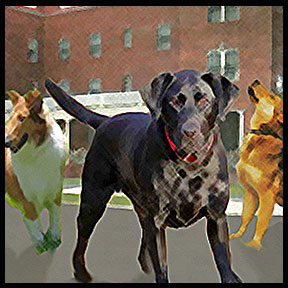 General from The Dogs of Sherburne