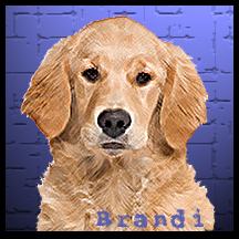 dog Brandi