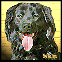 dog Sam