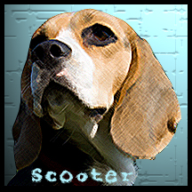 dog Scooter