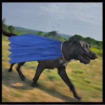 The dogs of sherburen dalas in cape incident