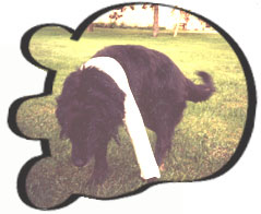Sam in a cast from a funny moment in the novel The Dogs of Sherburne.
