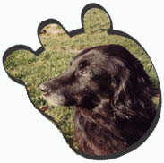 the dog Sam in Sherburne New York