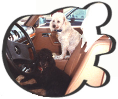 poodles of sherburne new york