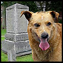 The dogs of sherburen dalas in cape incident